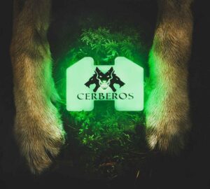 Cerberos LED-ohutustuli koerale