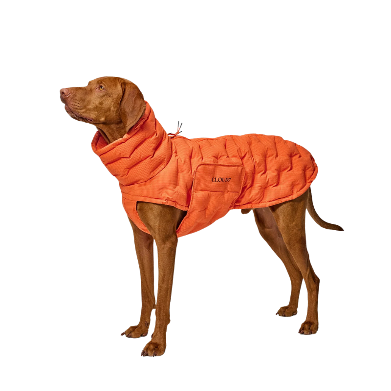 Alaska Seersucker koera talvejope, oranž
