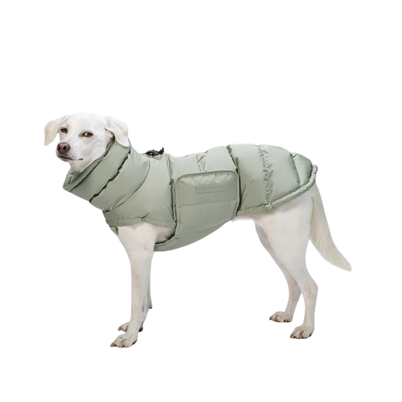 Alaska koera talvejope, Dusty Mint